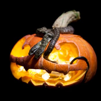 The two headed Japanese rat snake, Elaphe climacophora, isolated on black with Haloween pumpkin