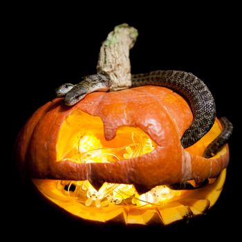 The two headed Japanese rat snake, Elaphe climacophora, isolated on black with Haloween pumpkin