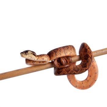 Red Amazon tree boa, corallus hortulanus, isolated on white background