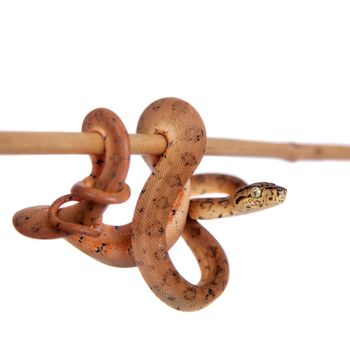 Red Amazon tree boa, corallus hortulanus, isolated on white background