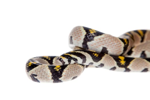 Mandarin Rat Snake, Elaphe Mandarina, isolated on white background.