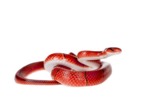 Small red bamboo, Oreocryptophis porphyraceus laticincta, snake isolated on white