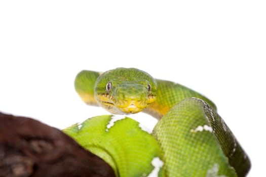 Emerald tree boa, Corallus caninus, isolated on white background