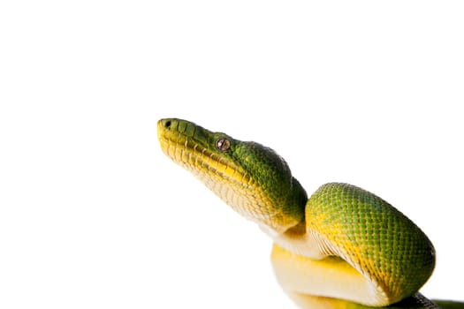 Emerald tree boa, Corallus caninus, isolated on white background