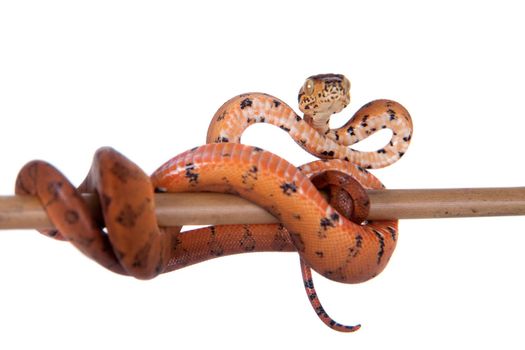 Red Amazon tree boa, corallus hortulanus, isolated on white background