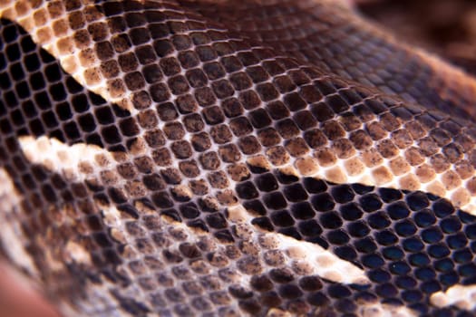 Madagascar or Malagasy ground boa, Acrantophis madagascariensis, on white