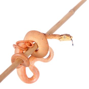 salmon Amazon tree boa, corallus hortulanus, isolated on white background