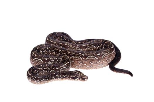 Leopard Argentine Boa, Boa constrictor occidentalis, on white background.