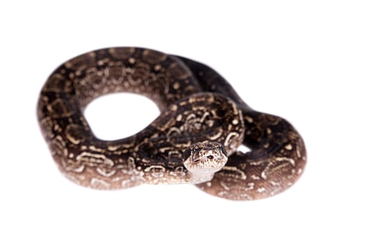 Leopard Argentine Boa, Boa constrictor occidentalis, on white background.