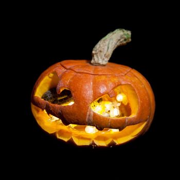 The two headed Japanese rat snake, Elaphe climacophora, isolated on black with Haloween pumpkin