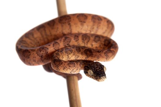 Red Amazon tree boa, corallus hortulanus, isolated on white background