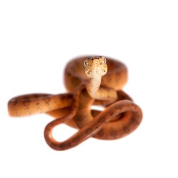 Red Amazon tree boa, corallus hortulanus, isolated on white background