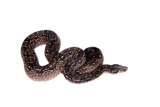 Leopard Argentine Boa, Boa constrictor occidentalis, on white background.