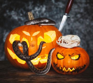 Happy Halloween. Pretty sand boas with pumpkins on a table.