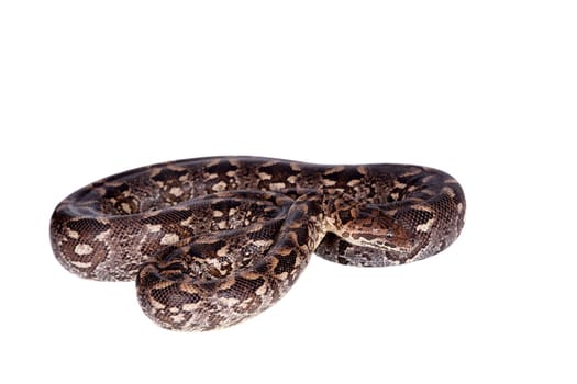 Dumerils Ground Boa, Acrantophis dumerili, isolated on white backgrund