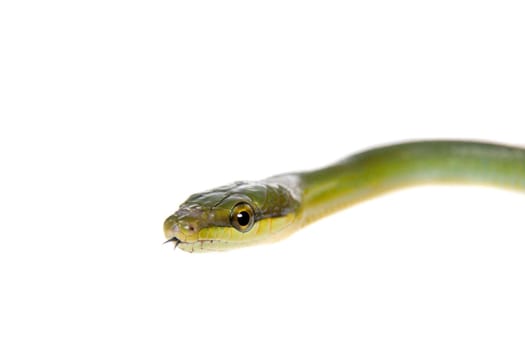 Red-tailed Green Ratsnake, Gonyosoma oxycephalum, on white