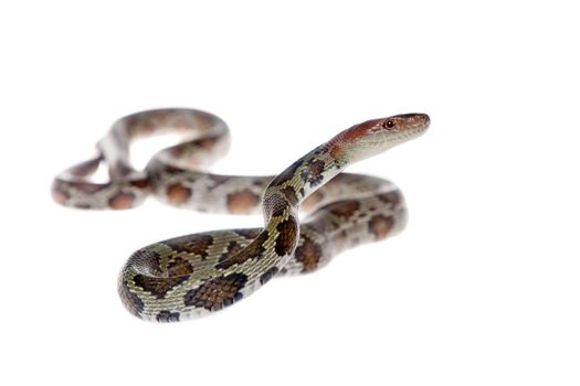 Flower Ratsnake, Orthriophis moellendorffi, isolated on white background