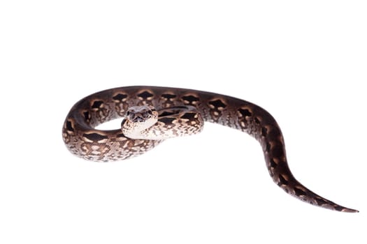 Madagascar or Malagasy ground boa, Acrantophis madagascariensis, on white