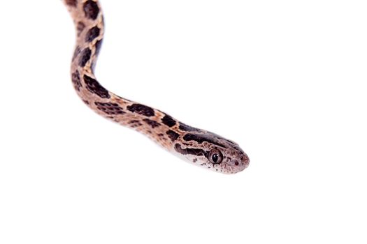 Many Spotted Cat Snake, Boiga multomaculata, on white background