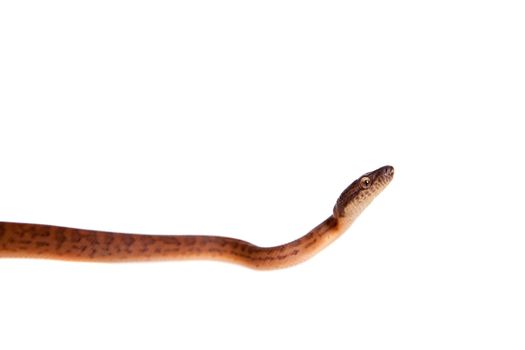 Puerto Rican boa, Chilabothrus inornatus, isolated on white backgorund