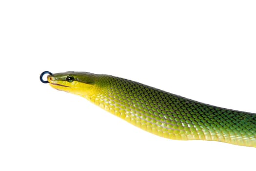 Red-tailed Green Ratsnake, Gonyosoma oxycephalum, on white