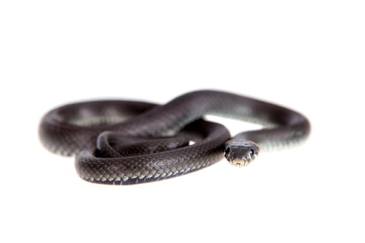 Grass Snake, Natrix natrix, isolated on white background