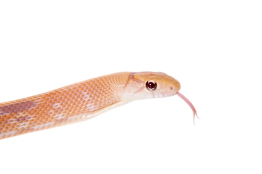 Radiated ratsnake, Coelognathus radiata, isolated on white background