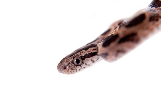 Many Spotted Cat Snake, Boiga multomaculata, on white background