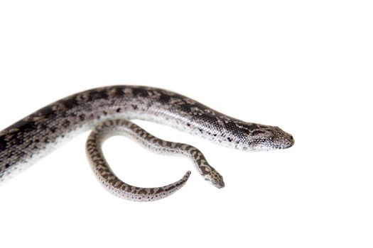 Dwarf sand boas, baby with mother, eryx miliaris, isolated on white