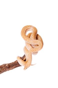 Coiled Cape House Snake, Boaedon Capensis, on white background