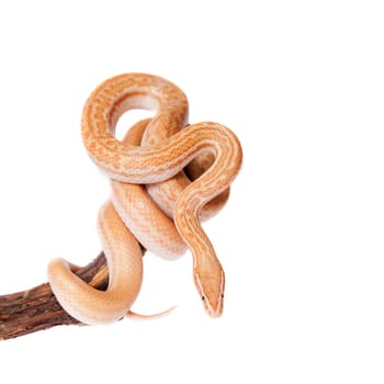 Coiled Cape House Snake, Boaedon Capensis, on white background