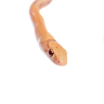 Radiated ratsnake, Coelognathus radiata, isolated on white background