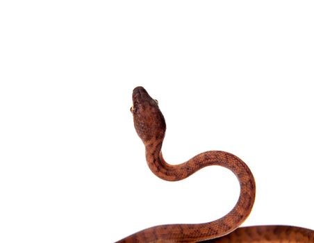 Puerto Rican boa, Chilabothrus inornatus, isolated on white backgorund