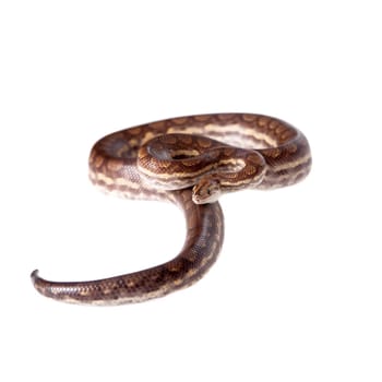 Rainbow tree boa, Epicrates Crassus, isolated on white background