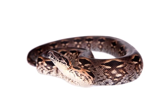 Madagascar or Malagasy ground boa, Acrantophis madagascariensis, on white