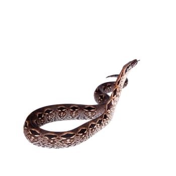 Madagascar or Malagasy ground boa, Acrantophis madagascariensis, on white