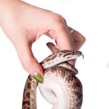 Spotted Python, Antaresia maculosa, on white backgorund