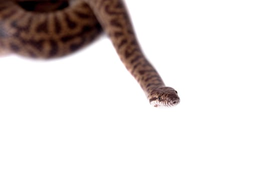 Spotted Python, Antaresia maculosa, on white backgorund