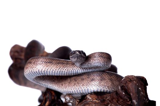 Puerto Rican boa, Chilabothrus inornatus, isolated on white backgorund