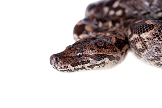 Dumerils Ground Boa, Acrantophis dumerili, isolated on white backgrund