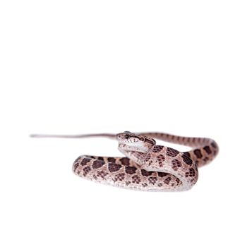 Many Spotted Cat Snake, Boiga multomaculata, on white background