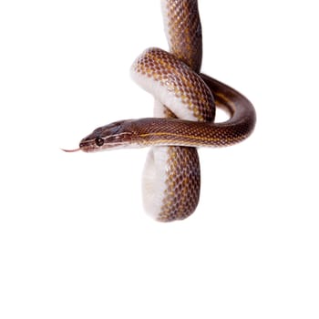 Striped House Snake, Boaedon lineatus, isolated on white background