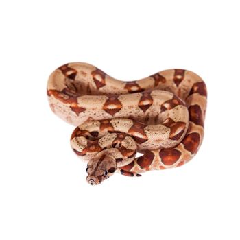 The common boa, Boa constrictor, isolated on white background