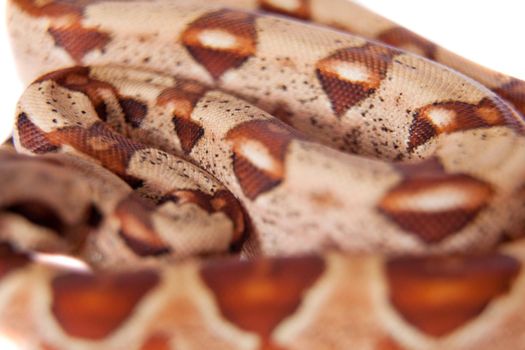 The common boa, Boa constrictor, isolated on white background