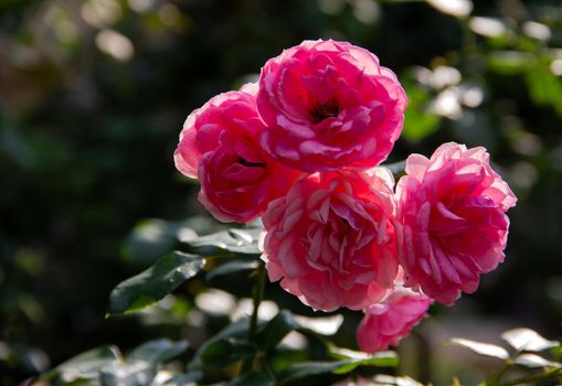 Rose Pink flowers in the garden backgrounds. High quality photo