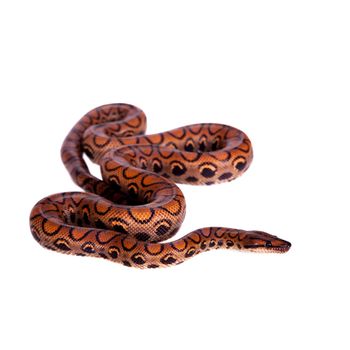 The rainbow boa or slender boa, Epicrates cenchria, isolated on white