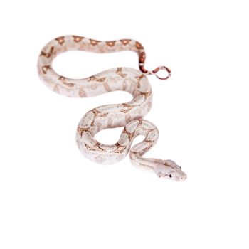 The common boa, Boa constrictor, isolated on white background