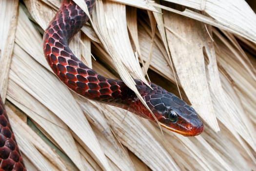 Beautiful Surinam red snake with black spots. Outdoor.