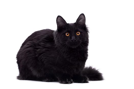 Black Maine Coon cat isolated on white background