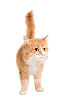 Ginger mixed breed cat, isolated on white background